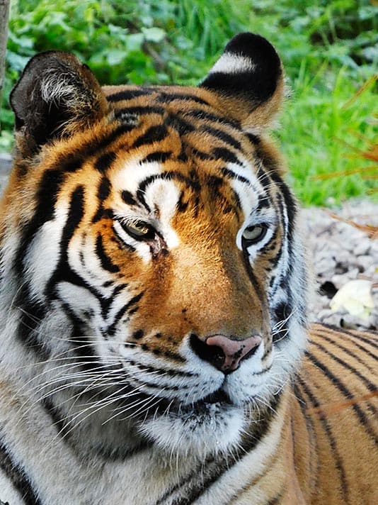 Zhyra, tigresa en el Zoo El Bosque (Oviedo)