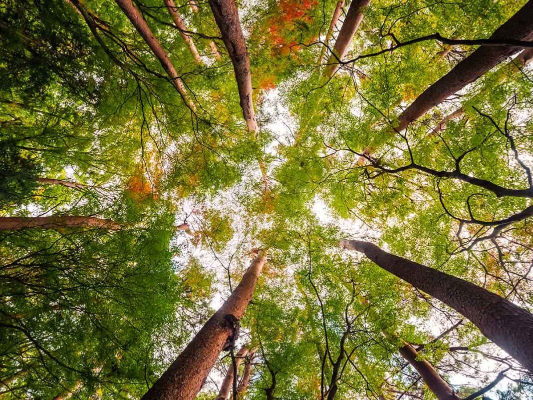 Arbolar. Bosques urbanos, más que belleza, necesidad