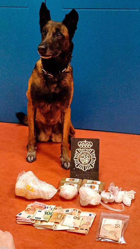 Perros de la Unidad Canina de la Policía Nacional de Oviedo especializados en estupefacientes y drogas.