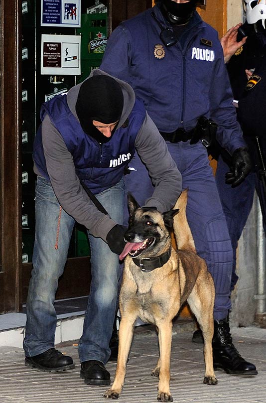 Perros de la Unidad Canina de la Policía Nacional de Oviedo especializados en estupefacientes y drogas.