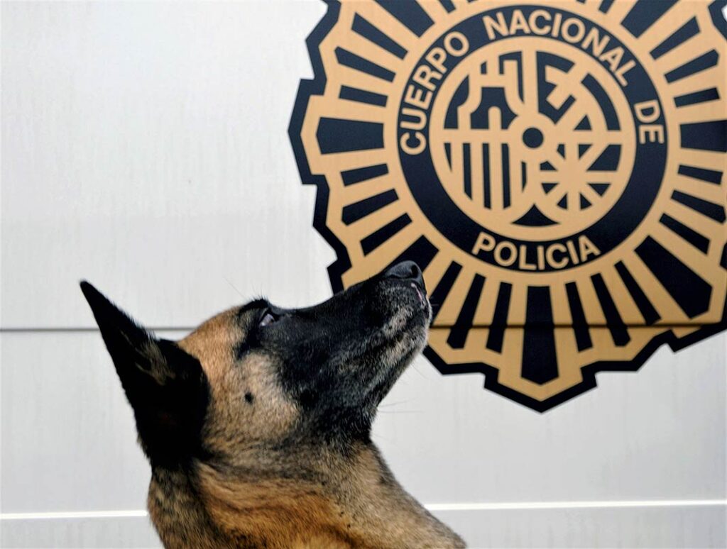 Perros de la Unidad Canina de la Policía Nacional de Oviedo especializados en estupefacientes y drogas.