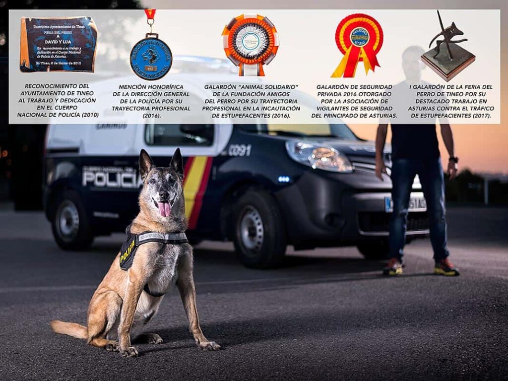 Galardones otorgados a Lúa, perra de la Unidad Canina de la Policía Nacional de Oviedo especializados en estupefacientes y drogas fallecida hace unos años.