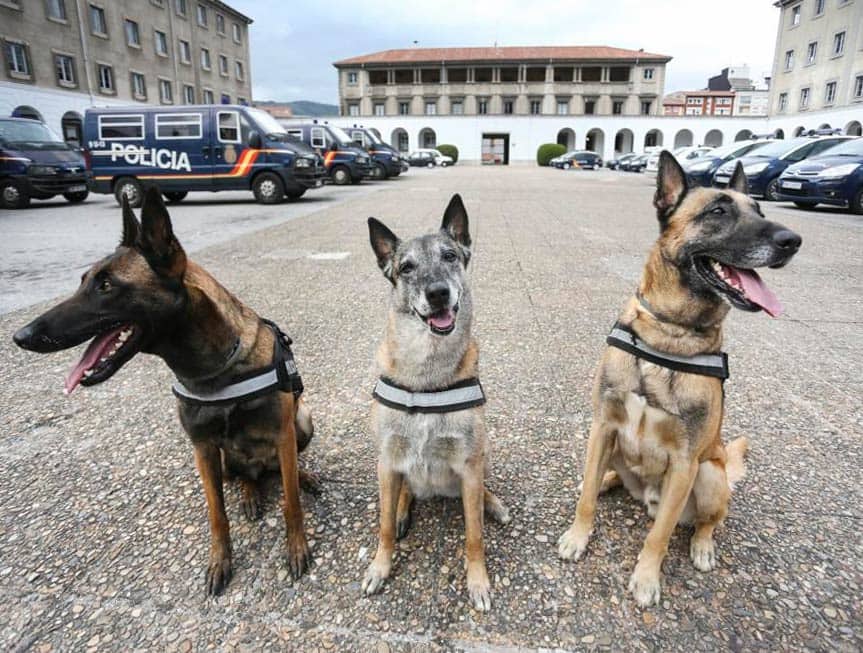 Perros de la Unidad Canina de la Policía Nacional de Oviedo especializados en estupefacientes y drogas.