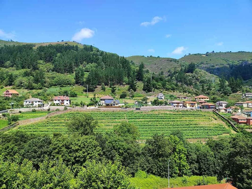 El entorno de Corias (Cangas del Narcea) y sus viñedos