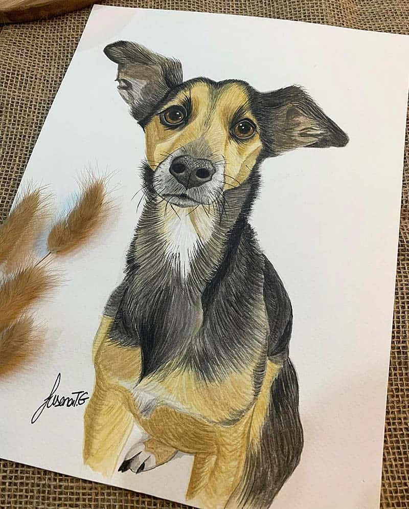 Lupo, dibujo de Susana Tamargo García