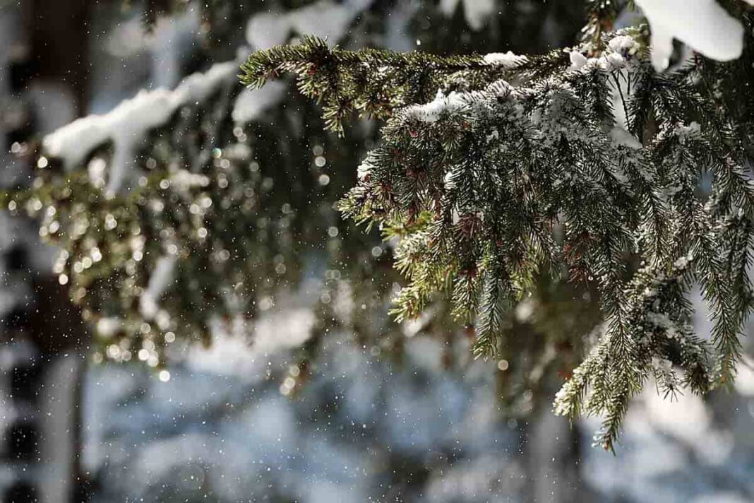 Abetos nevados