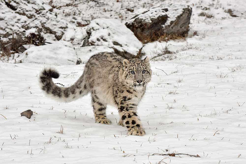 Leopardo de las nieves 