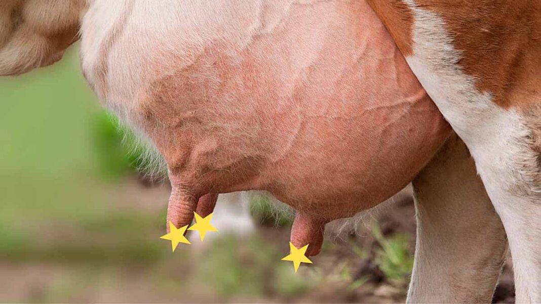 Ubres y barro (I): la leche que mamamos. Artículo de Pepo Maralva para Fusión Asturias