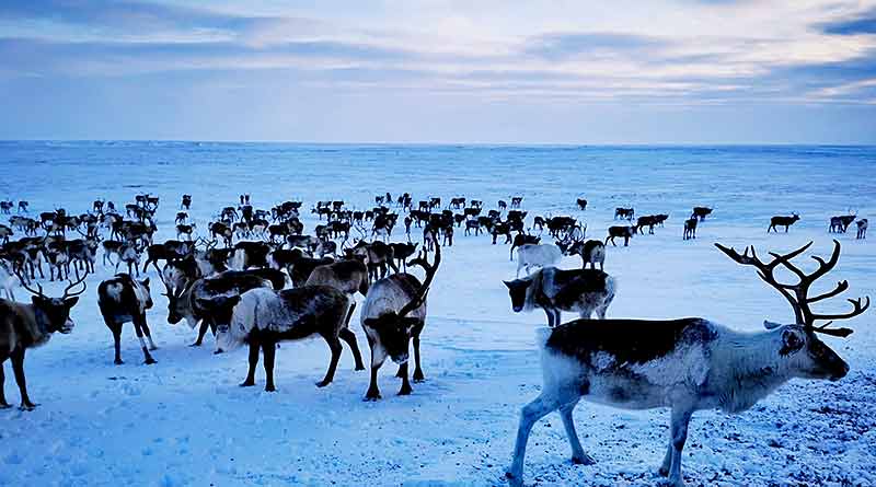 En febrero del pasado año, Alberto pudo acompañar a tres familias nenets que nomadeaban con ochocientos renos por la tundra ártica, en la península de Yamalia-Nenetsia.