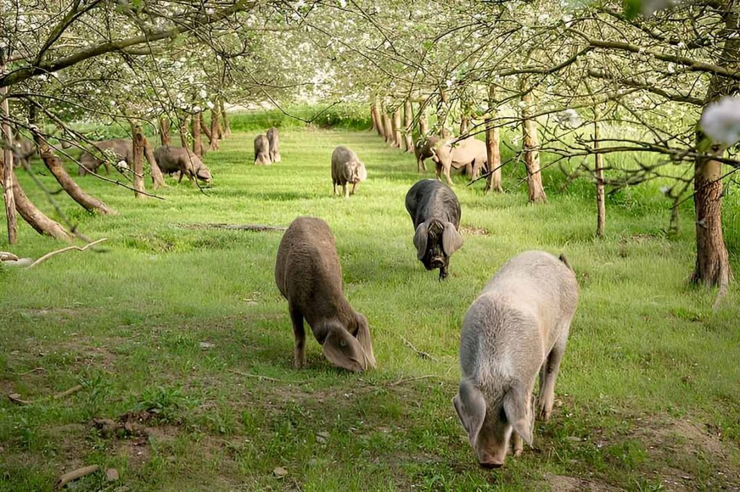 Gochos asturceltas en la pomarada de Agroturismo Lebredo