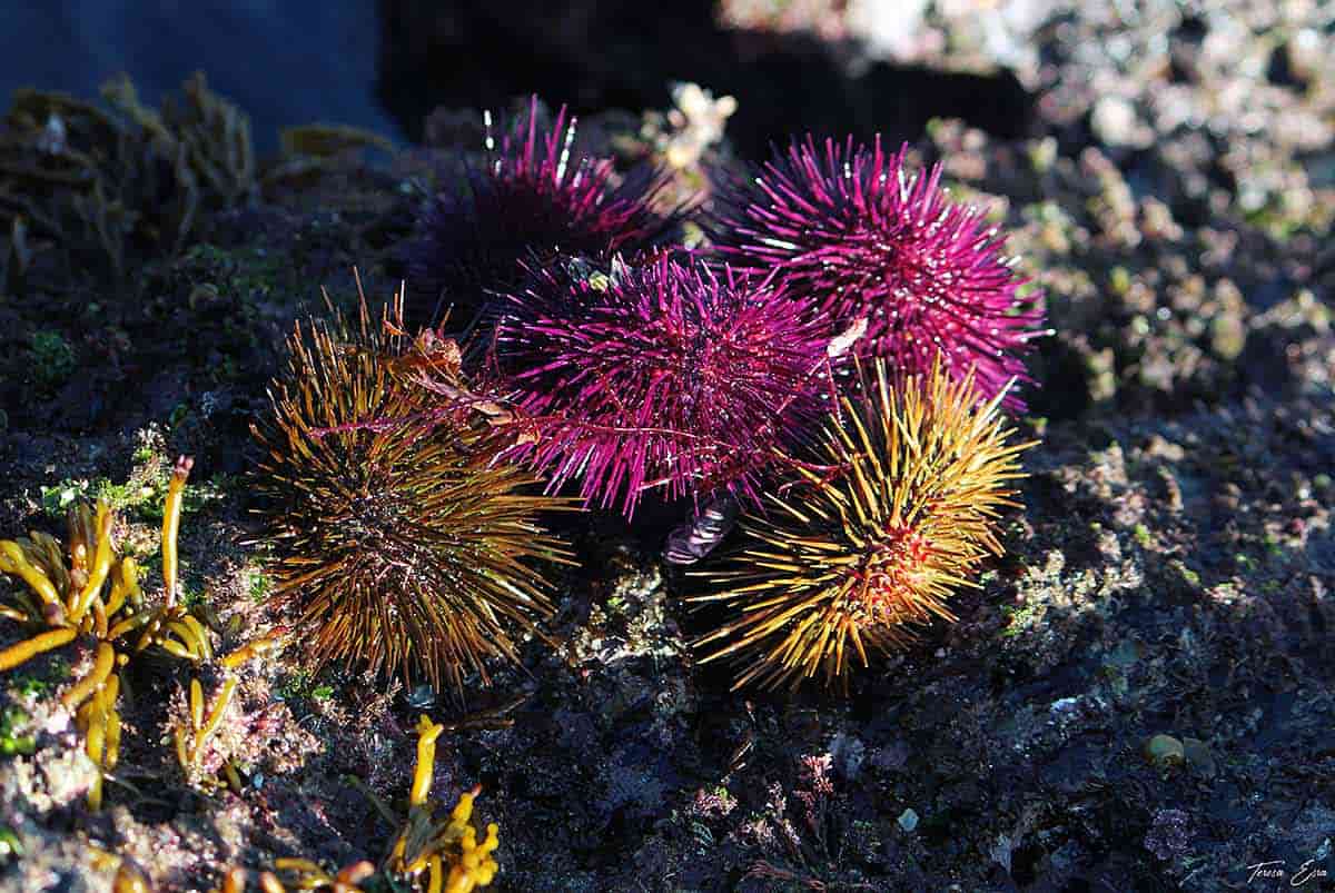 Oricios, un reinado que regresa a Asturias de forma experimental Oricios en la costa asturiana