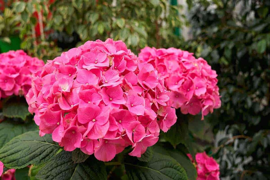 Las hortensias, poema de David Suarón