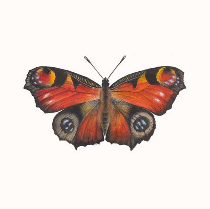 Transfiguración Botánica 3 Mariposa pavo real.
Técnica: acuarela sobre papel de algodón.
20x20 cm. Obra de Eleana Croma