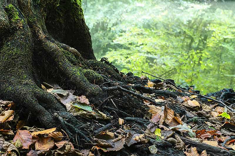 Donde nace el bosque 1 "Tomar conciencia de esta red de vida invisible transforma nuestra relación con la tierra. Hundir las manos en esa textura húmeda y oscura se convierte en un acto de respeto". Relato de Noelia Velasco para fusionasturias.com