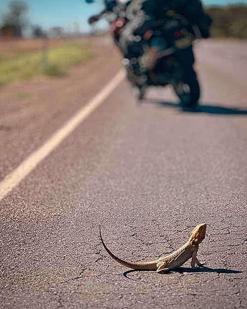 Elsi Rider, motera y aventurera: «Los viajes son como la vida misma» 2 Fauna de Australia.
