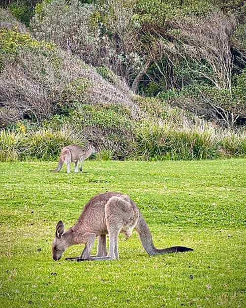 Elsi Rider, motera y aventurera: «Los viajes son como la vida misma» 1 Fauna de Australia.