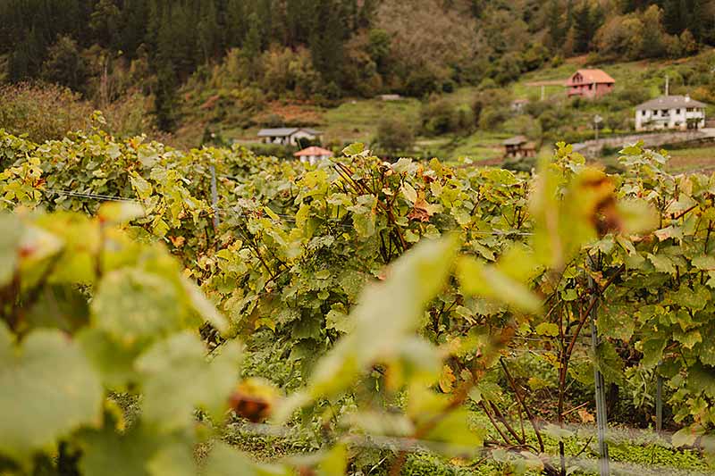 Viña y Obra: Enoturismo y cultura en Cangas del Narcea 1 Viñedos en Cangas del Narcea