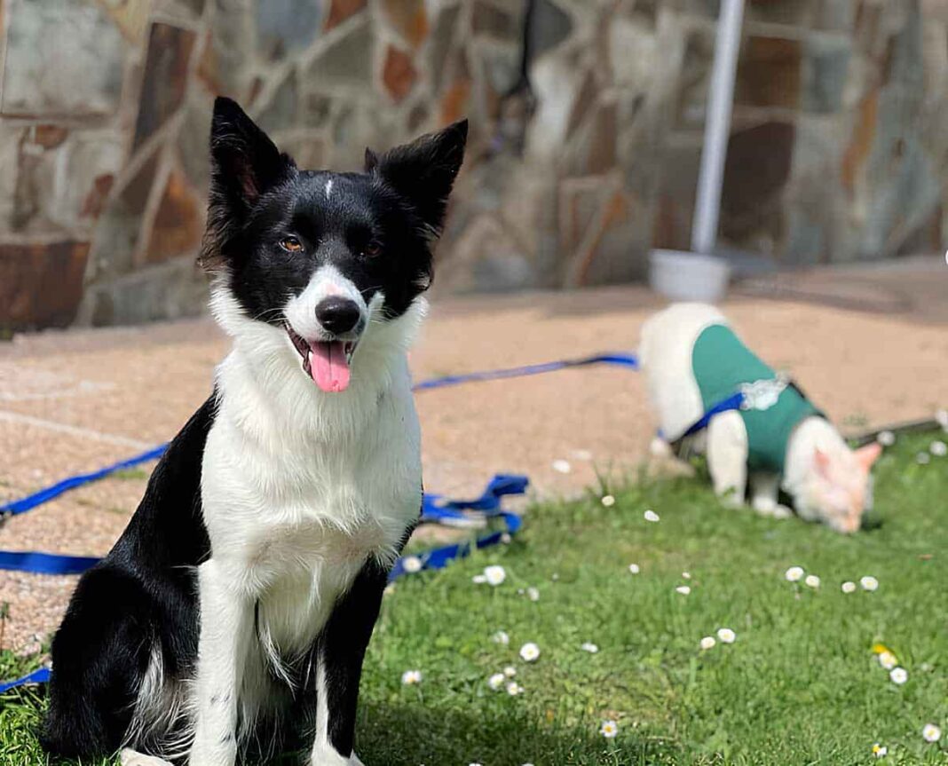 los Ojos de Bel, vivienda vacacional Pet Friendly en Trevías