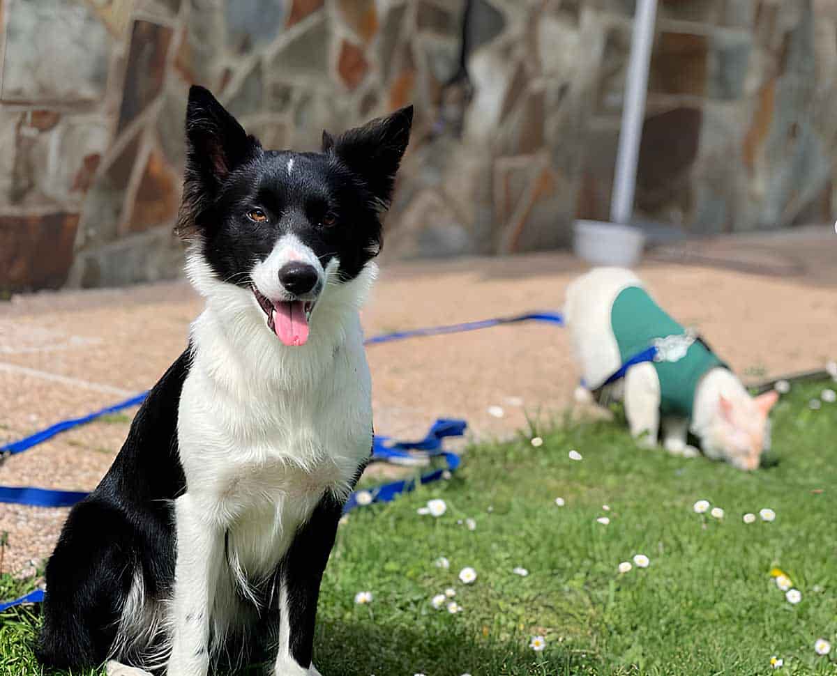 ¿Conoces el primer alojamiento Pet Friendly del mundo con descuentos? los Ojos de Bel, vivienda vacacional Pet Friendly en Trevías