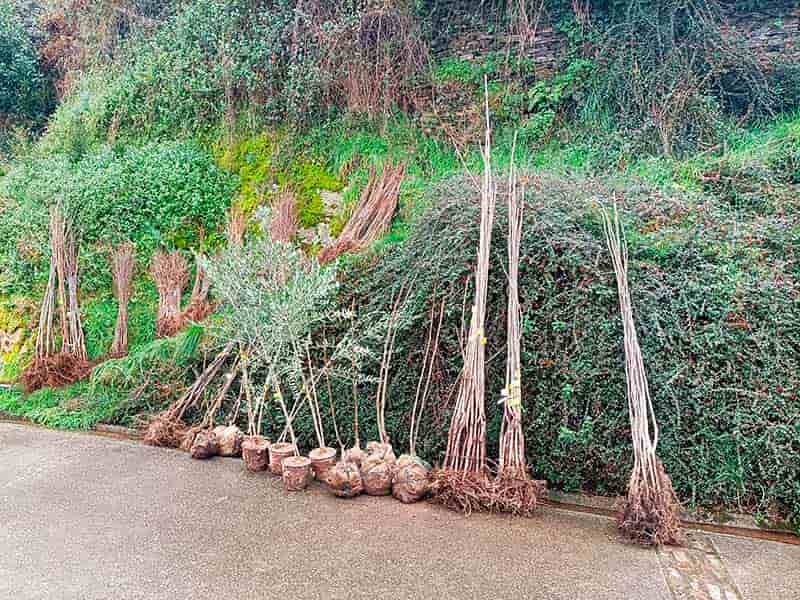 Juan Carlos Quintana, Museo de la Cuchillería: «Queremos contar cómo se utilizaba la madera» 2 Árboles preparados para plantar en la Finca Etnobotánica en el Museo de la Cuchillería de Taramundi.