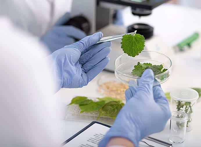 Estudio de las plantas en el laboratorio