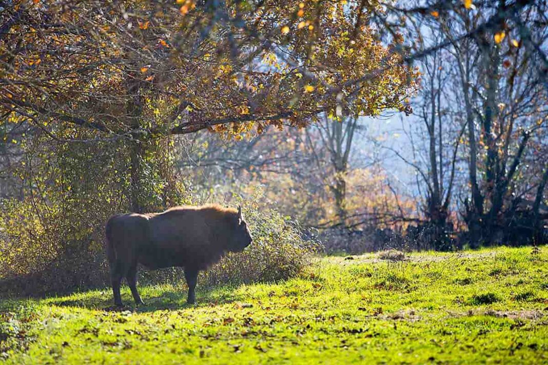 Cercado de los bisontes en el Parque de la Prehistoria de Teverga.
