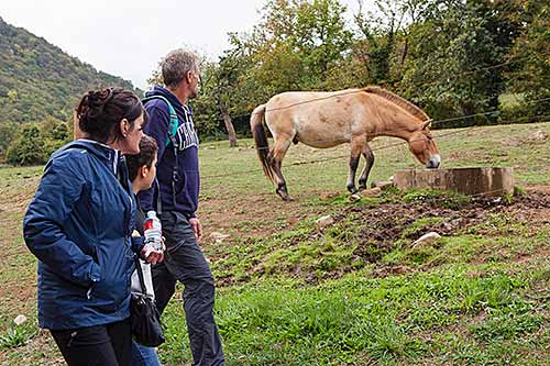 Verano paleolítico en Asturias 3 Visitantes al Parque de la Prehistoria de Teverga frente a un caballo Przewalski.