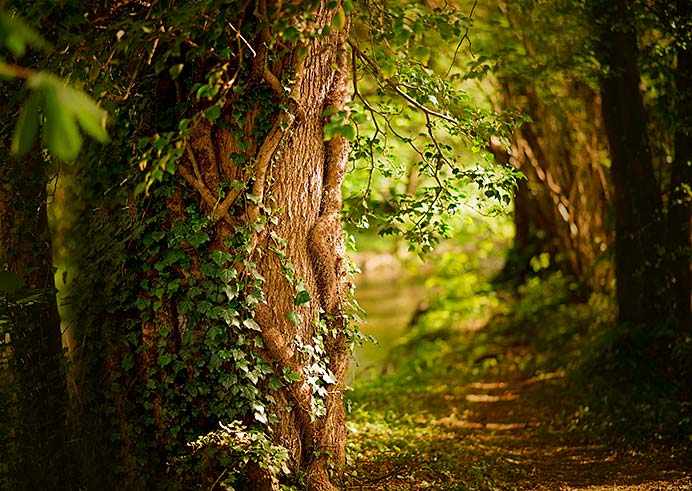 Vida en el bosque de verano. Artículo de Noelia Velasco para Fusión Asturias
