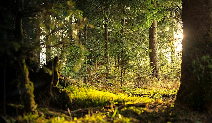 Escuchar al bosque: la sabiduría de lo que no habla. Colaboración de Noelia Velasco para Fusión Asturias