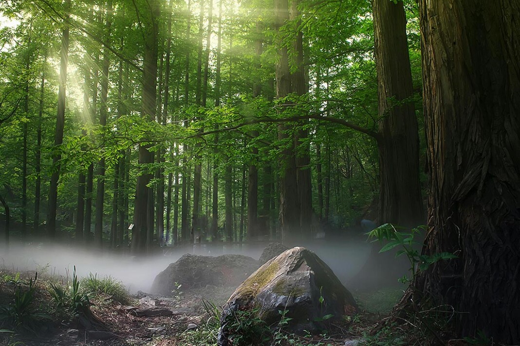 Escuchar al bosque: la sabiduría de lo que no habla. Colaboración de Noelia Velasco para Fusión Asturias
