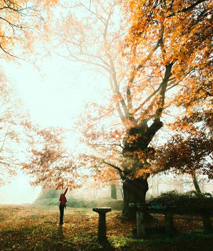 Escuchar al bosque: la sabiduría de lo que no habla. Colaboración de Noelia Velasco para Fusión Asturias