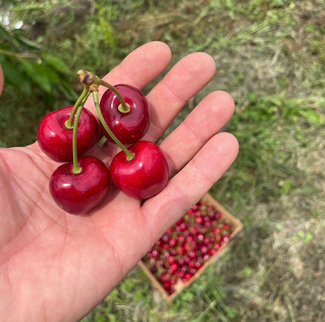 Plantación de cerezas Kuma Cherries en Allande (Asturias)