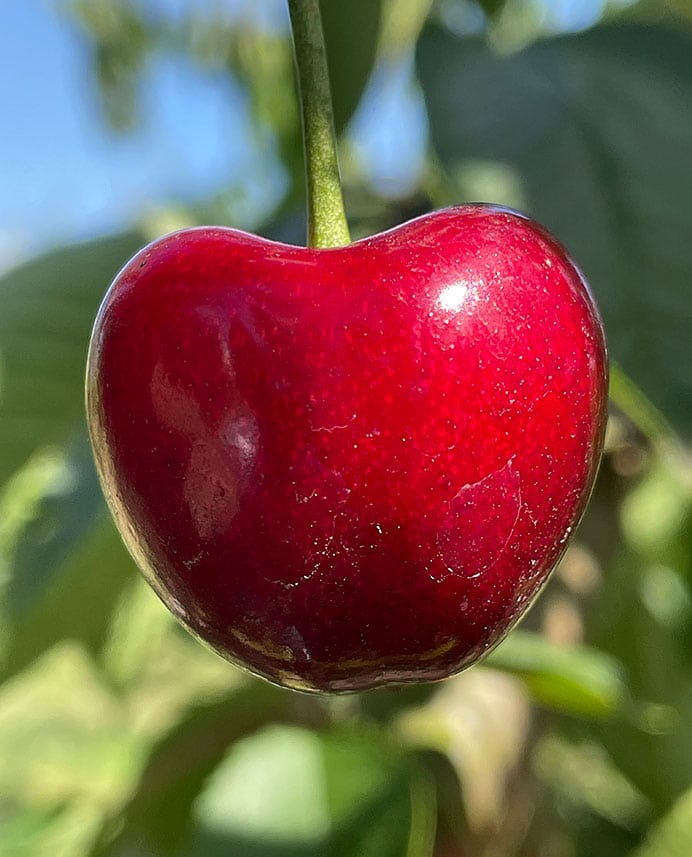 Cereza de Kuma Cherries