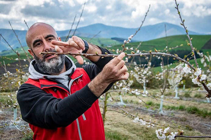 Gabriel Rius en su plantación de cerezos Kuma Cherries.