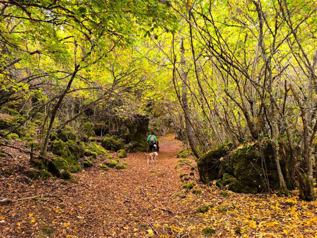 Mujer camina por el bosque acompañada de su perro.