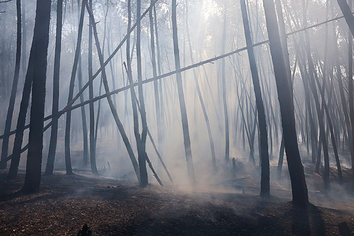 Bosque calcinado por un incendio.