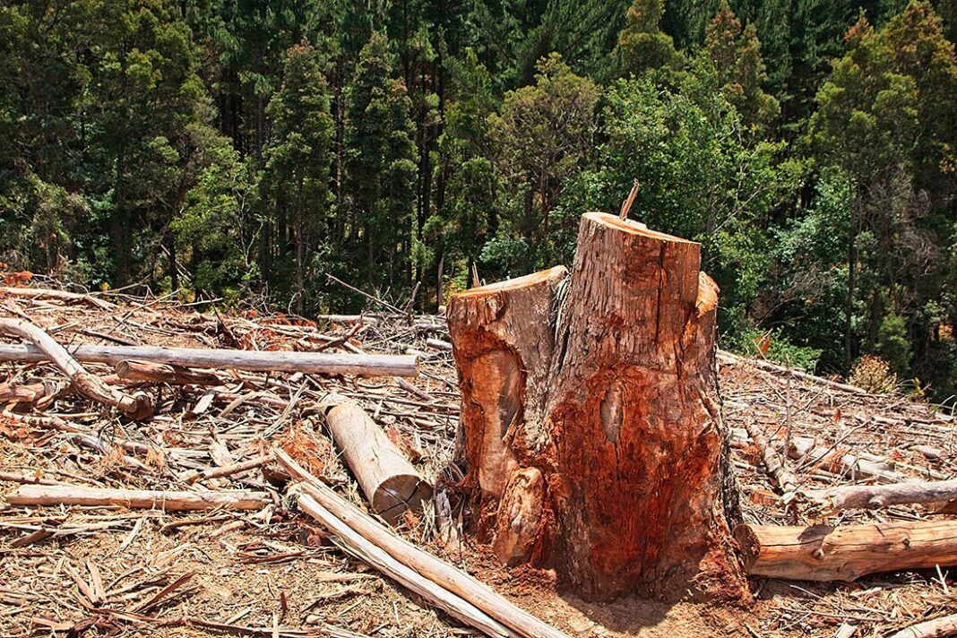 Restos de un bosque talado