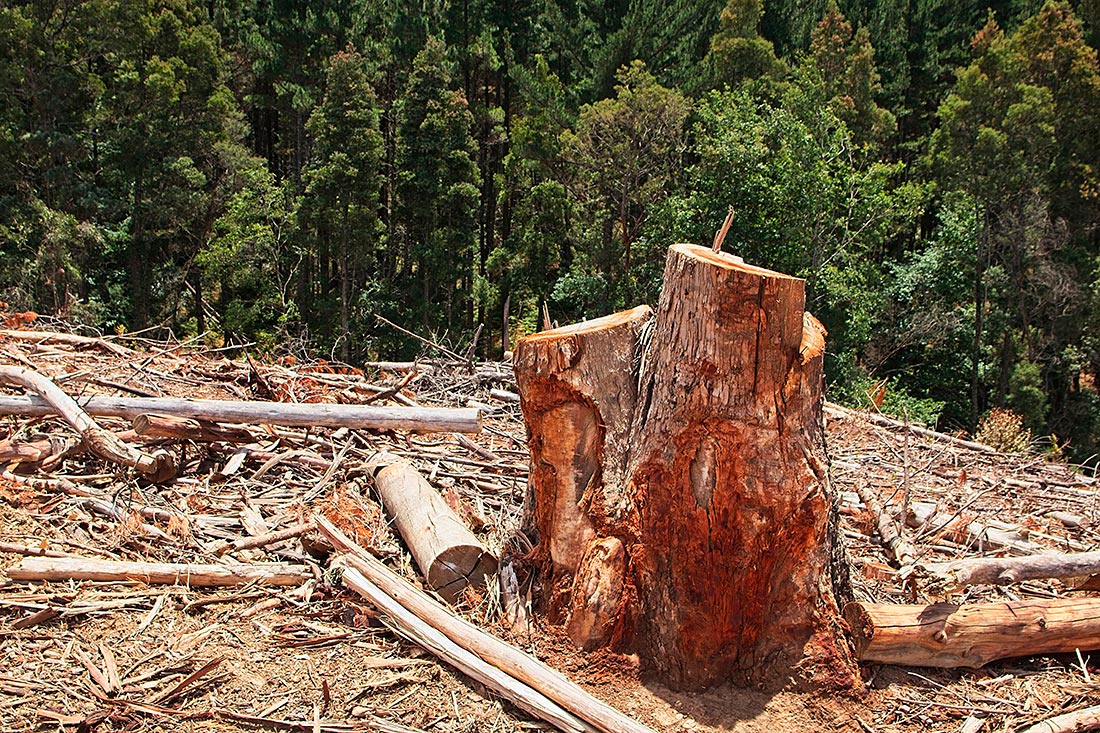 Restos de un bosque talado