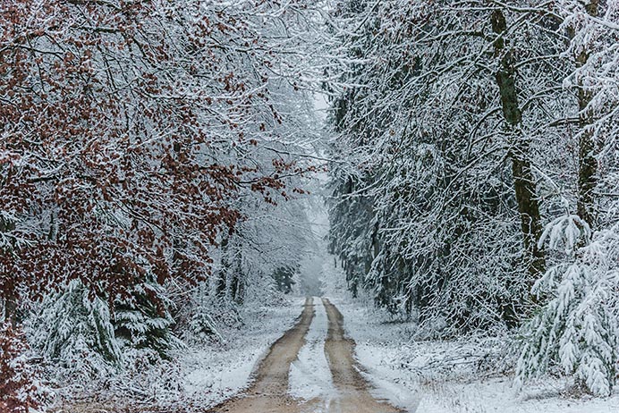 Un camino atraviesa un bosque nevado