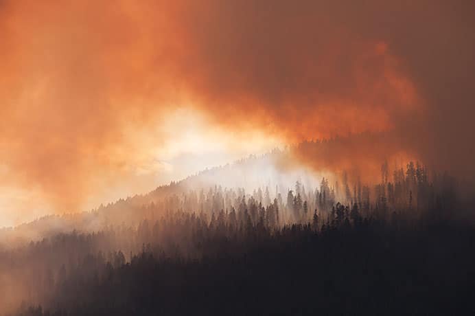Incendio en un bosque.