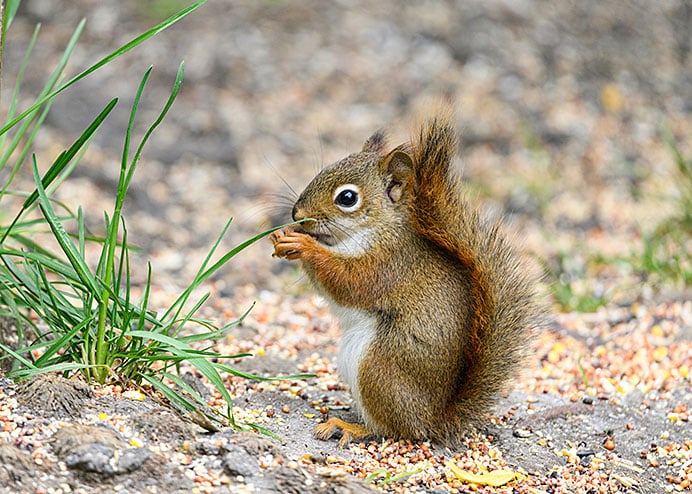 Semillas viajeras: cómo los bosques se multiplican 2 Los animales, como las ardillas, son mensajeros voluntarios de semillas.