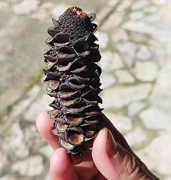 Manuel Persa, creador de biomateriales en Redes. La naturaleza como arte inspirador 3 Piña de Banksia, especie nativa de Australia.