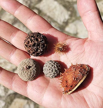 Manuel Persa, creador de biomateriales en Redes. La naturaleza como arte inspirador 2 Estructuras naturales con diferentes funciones recogidos por Manuel Persa para investigar sus posibles usos como biomateriales.