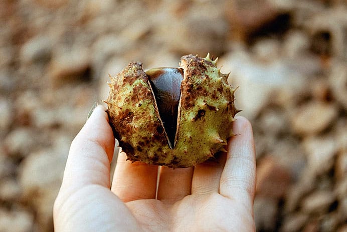 Semillas viajeras: cómo los bosques se multiplican 3 Semilla de castaño de indias. Solo una fracción de las semillas logra germinar y convertirse en árbol adulto, pero la dispersión garantiza la diversidad y resiliencia del bosque.