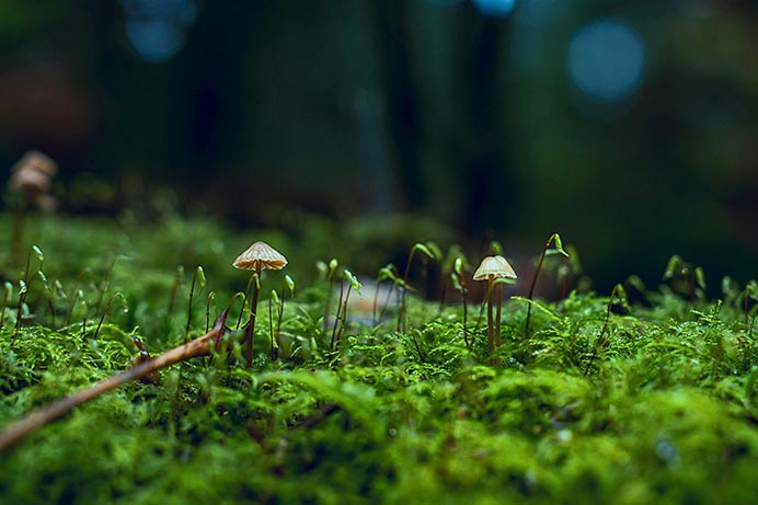 La inteligencia silenciosa de los árboles frente a los ritmos de la Tierra 1 Los hongos forman redes micorrícicas en los bosques.