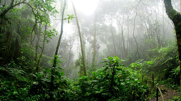 La inteligencia silenciosa de los árboles frente a los ritmos de la Tierra 2 La niebla apoderándose de un bosque.