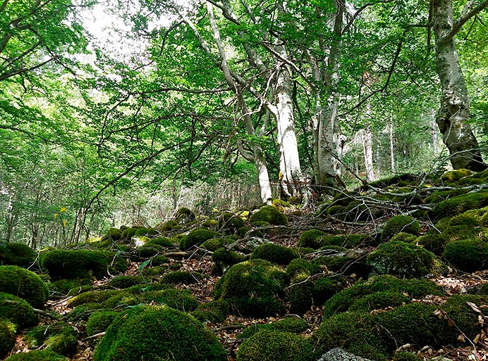 La inteligencia silenciosa de los árboles frente a los ritmos de la Tierra 3 Claro en un bosque