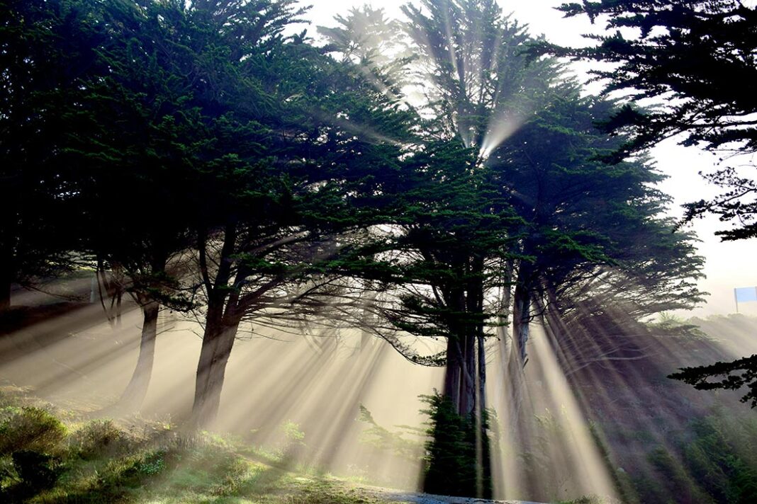 Crónica sensorial - Un amanecer en el bosque. Texto de Noelia Velasco.