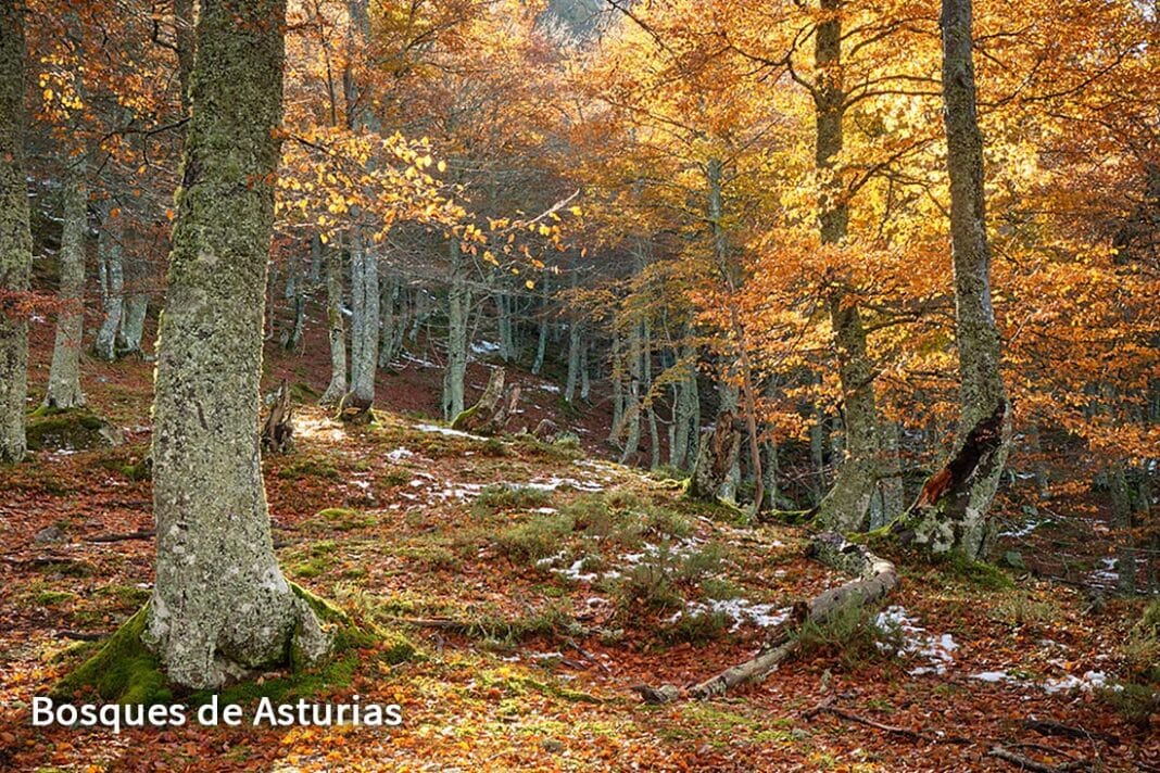 Galería de imágenes de distintos bosques de Asturias en fusionasturias.com