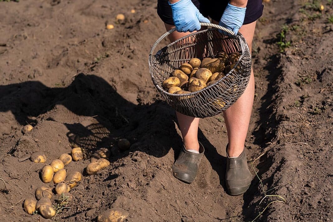 Mujer recoge patatas de la tierra.